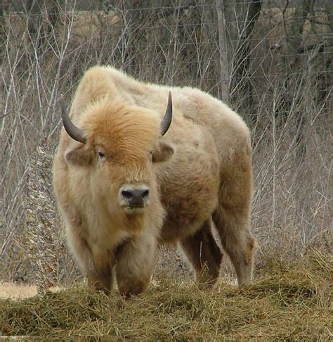 White buffalo - A white buffalo calf, says Jace DeCory, a Lakota who's also from South Dakota, "is a sign of rebirth. It's a good omen. We feel good when white bison are born, because it reaffirms our belief that ...